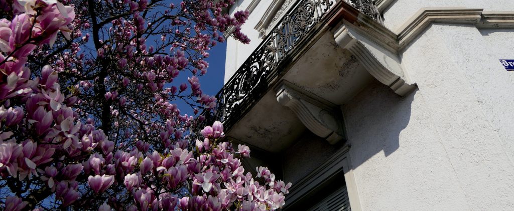 Tulpenmagnolie vor einem Haus