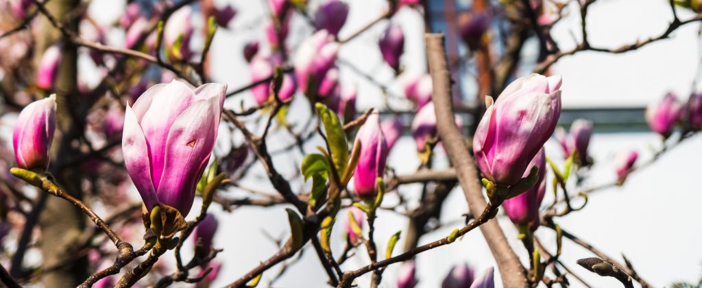 A selective focus shot of Magnolia flowers on a sunny spring day